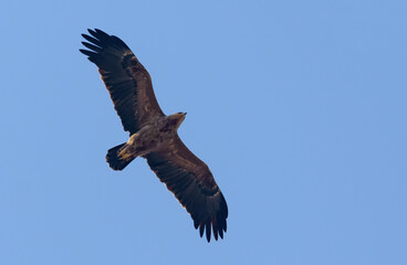 Adult Lesser spotted eagle (Clanga pomarina) soars in blue sky during spring migration season