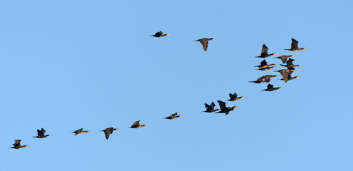 Not small flock of Great cormorants (Phalacrocorax carbo) in flight together over clear blue sky in spring