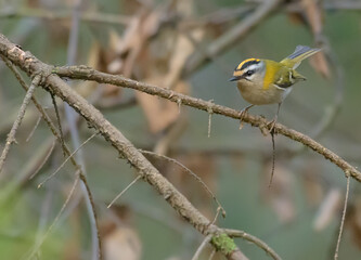 Male Common firecrest (Regulus ignicapilla) perched on tiny stick in breeding habitat