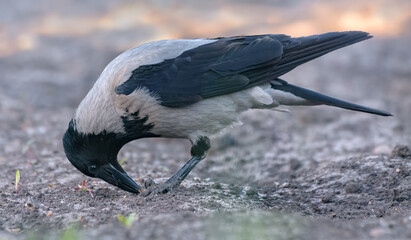 Hooded crow (Corvus cornix) feeds with beak and feet on muddy ground in early spring