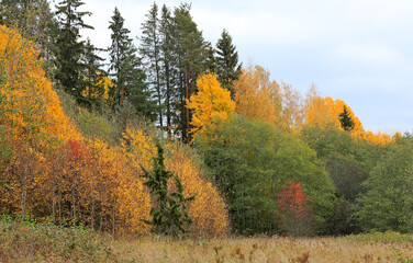 Fototapeta premium Autumnal colors on a cloudy autumn day in forest