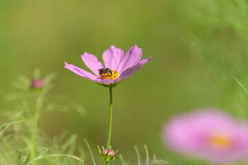 綺麗なコスモス