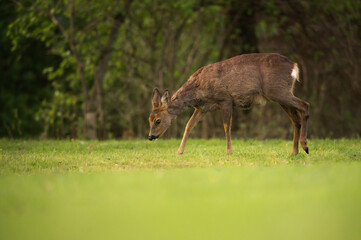 Trächtige Ricke - Reh legt sich ab
