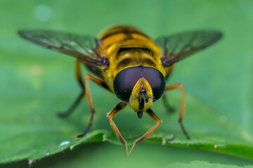 Bee green leaf macro shoot green background