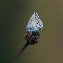 Butterfly green background photo close up tree