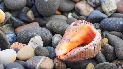 shell on stones