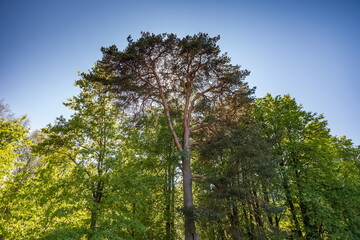 Pine on a background of oak trees and sky