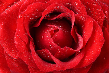 Red rose with dew drops, closeup, macro.