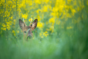 Rehbock am Rapsfeld © sebgsh