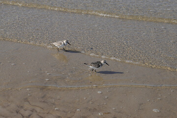Sanderling (Calidris alba) on the beach during low tide in Sankt Peter Ording, North Sea - Germany