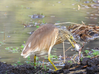 Squacco heron with its prey a frog caught in the mud at a waterhole