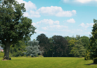 Fototapeta premium Landscape Park, summer, grass meadow