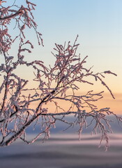 Birch branches with snow illuminated by the light of the setting sun close up in winter against a blue sky