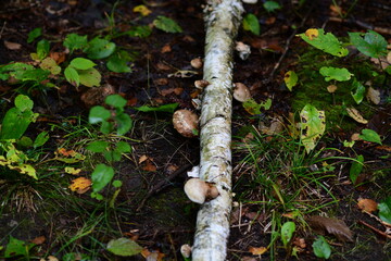 mushrooms on a tree in the forest