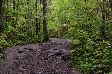 footpath in the forest