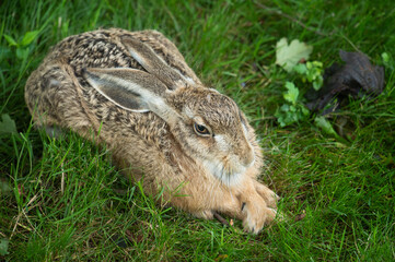 Feldhase liegend