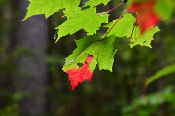 red maple leaves