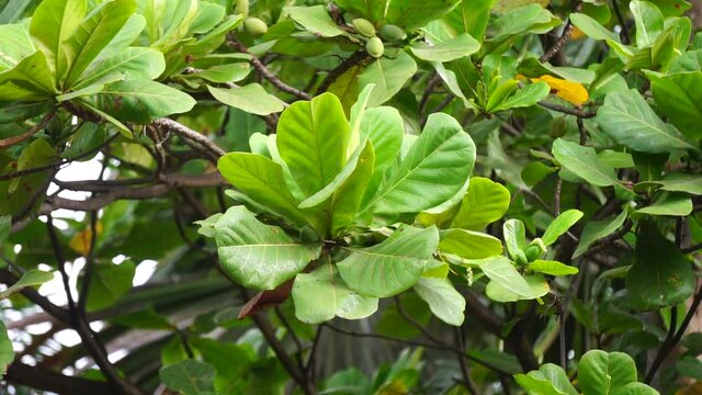 Terminalia catappa on the nature. Also called country almond, sea almond and tropical almond