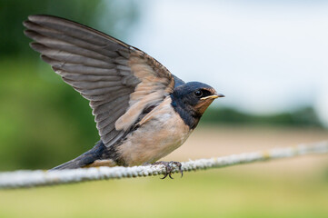 Rauchschwalbe auf Zaun - nah