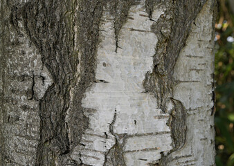 Old birch bark structure. Wood texture