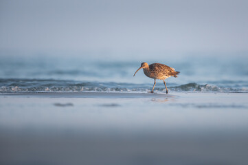 Großer Brachvogel am Meer