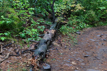 tree trunk lying in the woods