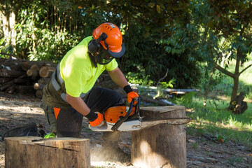 lumberjack or forestry worker working with chainsaw
