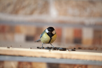 Tit on blurred background near sunflower seeds