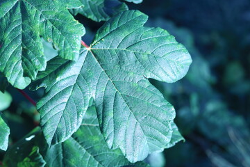 Montivilliers , France , randonné , GR21