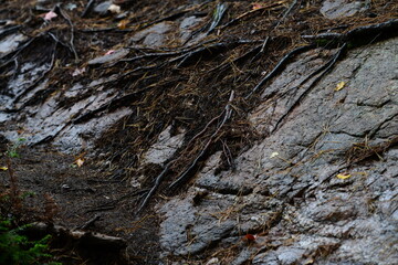 bark of a tree