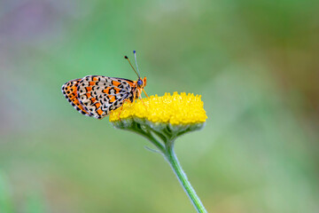 Butterfly flower yellow close up photo green background