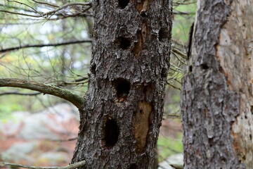 trunk of a tree in the forest