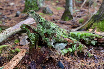 moss covered trunk