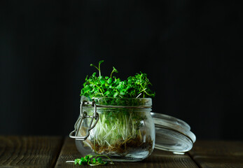 Microgreens. Arugula. Eco food - healthy food, detox, healthy nutrition