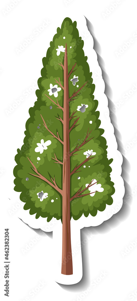 Wall mural sticker evergreen tree on white background