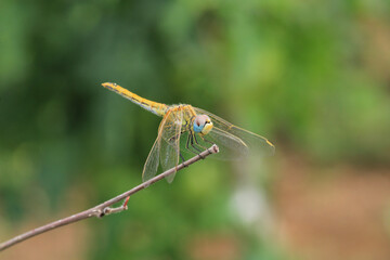 yellow dragonfly insect macro photo