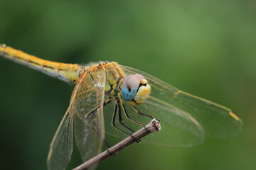 yellow dragonfly insect macro photo