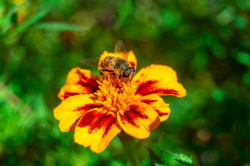 Close-up of a bee on a marigold on a blurred background