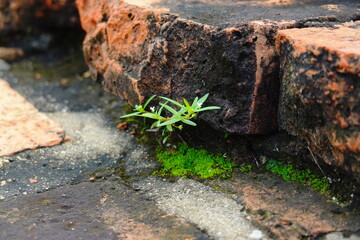 Wall form old Brick seed plant 