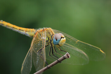yellow dragonfly insect macro photo