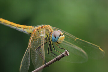 yellow dragonfly insect macro photo