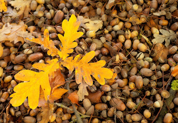 Oak leaves