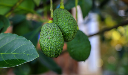 Fototapeta premium Selective focus of Green fruits of avocado on the tree with leafs background