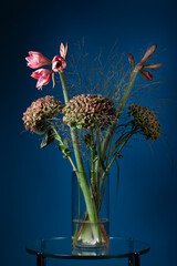 Fresh budding Amaryllis in a glass vase on a glass table with a dark blue background