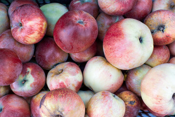 Sweet fruit apple growing on tree with leaves green
