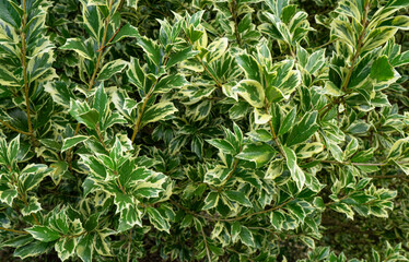 Beautiful Osmanthus Heterophyllus `Goshiki`, False Holly, holly osmanthus or holly olive with spiky variegated evergreen