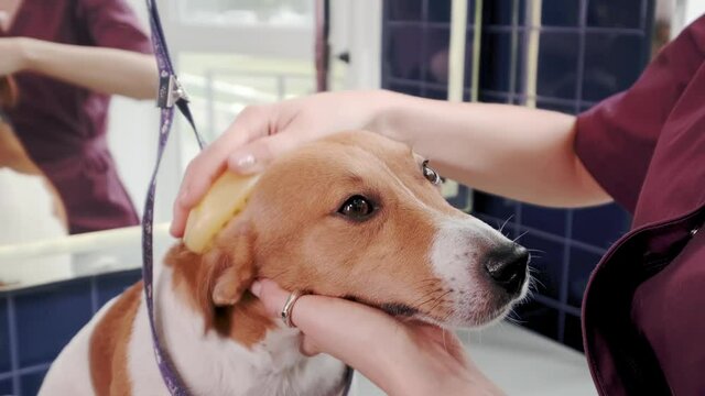 Dog grooming salon. Woman groomer combing purebred short haired dog Jack Russell Terrier in grooming salon. Pet care. High quality 4k footage