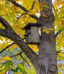 Old wooden birdhouse at tree with round hole