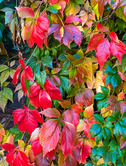 Autumn season - Colors of the leaves of the American vine