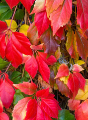Autumn season - Colors of the leaves of the American vine